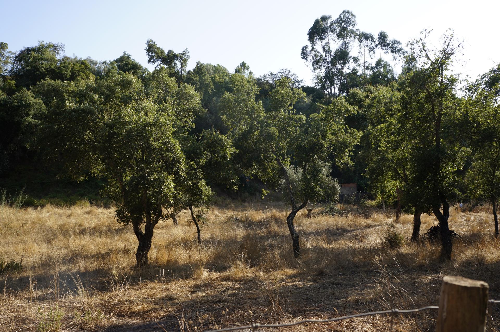 Terreno rústico com 1,5 hectares