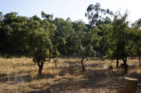 Terreno rústico com 1,5 hectares