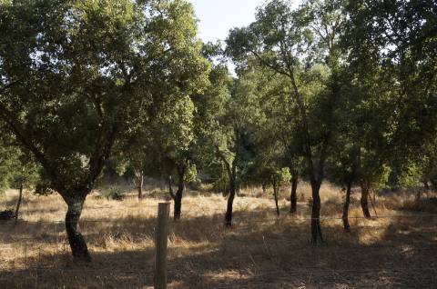 Terreno rústico com 1,5 hectares