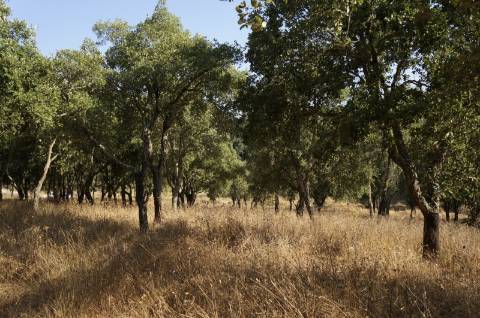 Terreno rústico com 1,5 hectares