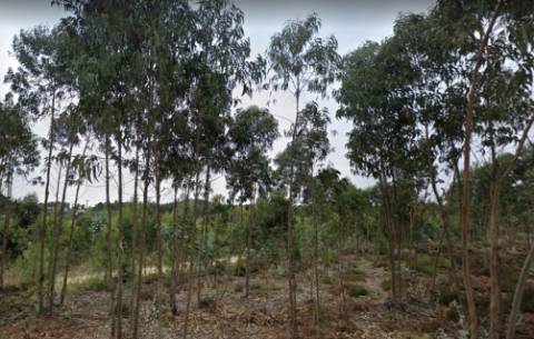 Terreno rústico no Vale Fontainhas, Ramalhal