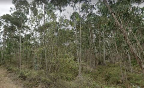 Terreno rústico no Vale Fontainhas, Ramalhal