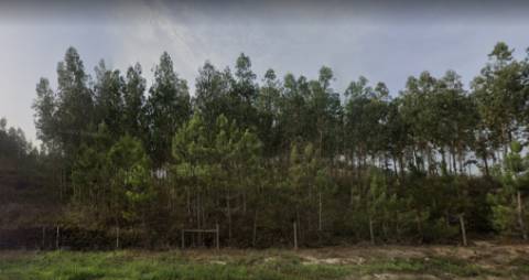 Terreno rústico com 62.440m2 no Pisão, Ramalhal