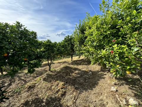 Moradia T3 (Rústica) - Santarém