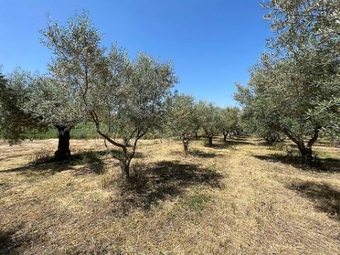 Armazém com terreno 4.100m² - S. Vicente do Paúl, Santarém