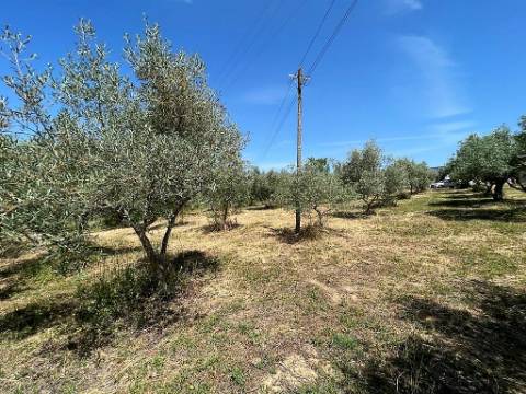 Armazém com terreno 4.100m² - S. Vicente do Paúl, Santarém