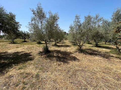 Armazém com terreno 4.100m² - S. Vicente do Paúl, Santarém
