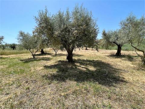 Armazém com terreno 4.100m² - S. Vicente do Paúl, Santarém
