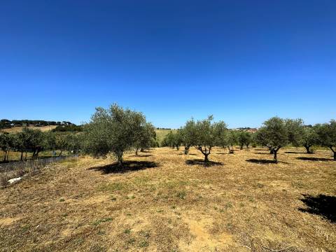 Moradia T2, terreno 4480m² com poço - Santarém