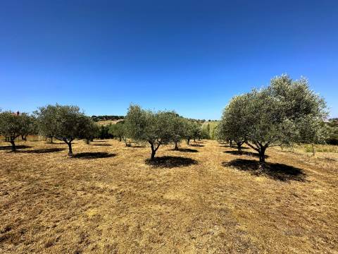 Moradia T2, terreno 4480m² com poço - Santarém