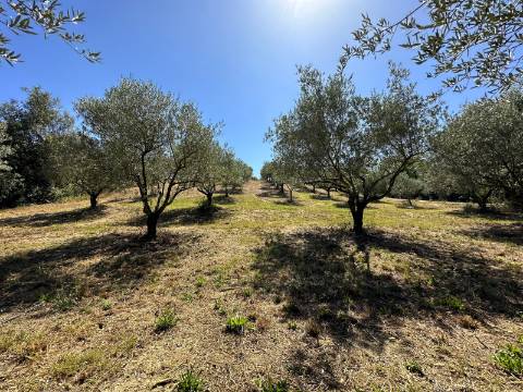 Moradia T2, terreno 4480m² com poço - Santarém