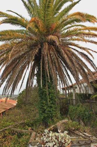 Quinta, terreno com área de 29.300m² - Santarém