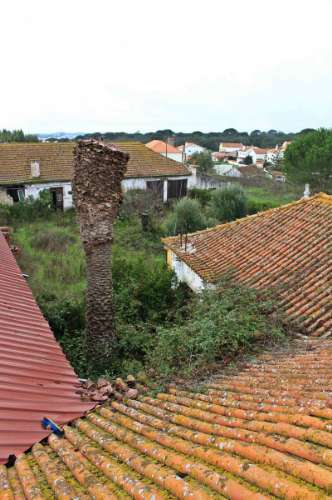 Quinta, terreno com área de 29.300m² - Santarém