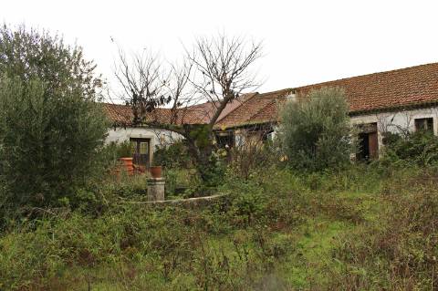 Quinta, terreno com área de 29.300m² - Santarém