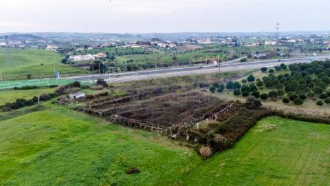 Terreno com área de 7.600m² - Grainho/ Santarém