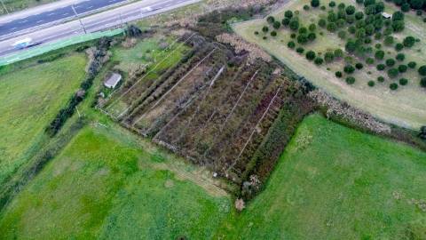 Terreno com área de 7.600m² - Grainho/ Santarém