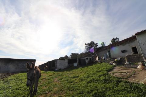 Moradia com 44.020m² - Santarém