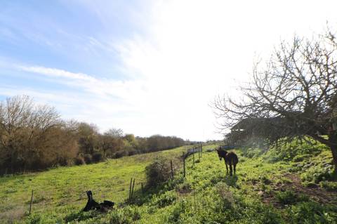 Moradia com 44.020m² - Santarém