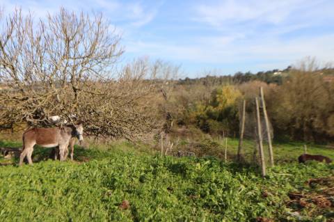 Moradia com 44.020m² - Santarém