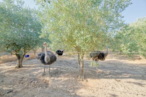 Moradia T5 - Cartaxo