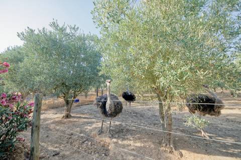 Moradia T5 - Cartaxo