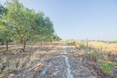 Moradia T5 - Cartaxo