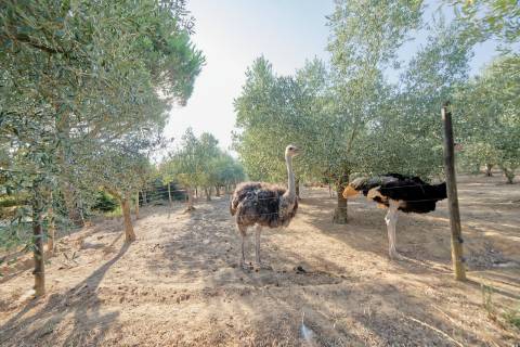 Moradia T5 - Cartaxo