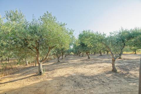 Moradia T5 - Cartaxo