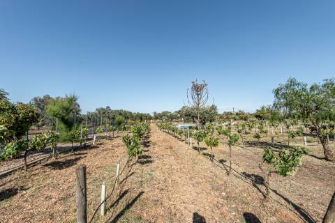 Monte para venda situado em Fortes Velhas - Ferreira do Alentejo