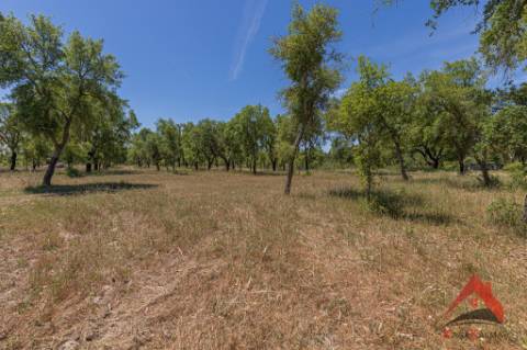 HERDADE DO BARRANCO - OPORTUNIDADE ÚNICA PARA TURISMO E INVESTIMENTO
