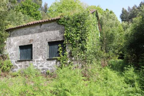 Quinta com 4 hectares