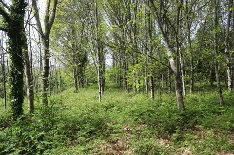 Quinta com 4 hectares