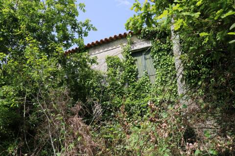 Quinta com 4 hectares