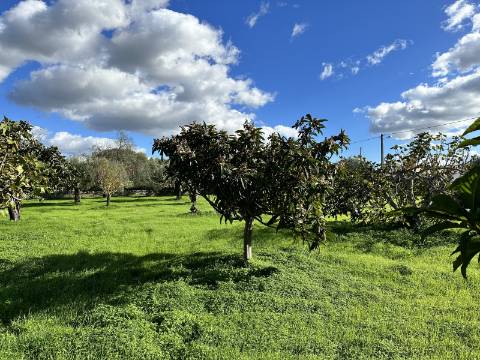 Quinta tradicional para renovar em São Brás de Alportel