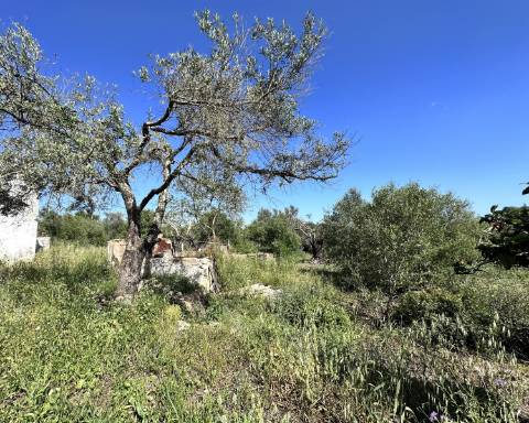 Casa tradicional com charme de 129 m2 para renovar I Terreno de 7 755 m2 I No campo de Luz de Tavira