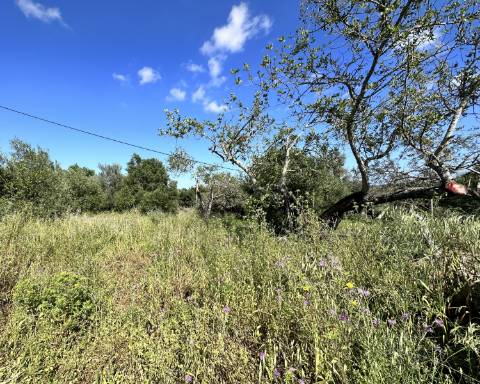 Casa tradicional com charme de 129 m2 para renovar I Terreno de 7 755 m2 I No campo de Luz de Tavira