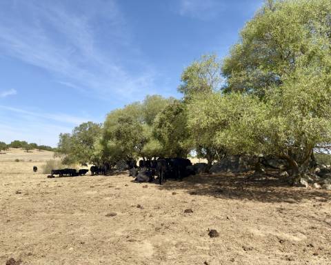 UNICO! Antiga escola primária para renovar I Projeto aprovado I 3 quartos I Piscina I Alentejo I Torre de Coelheiros I Évora