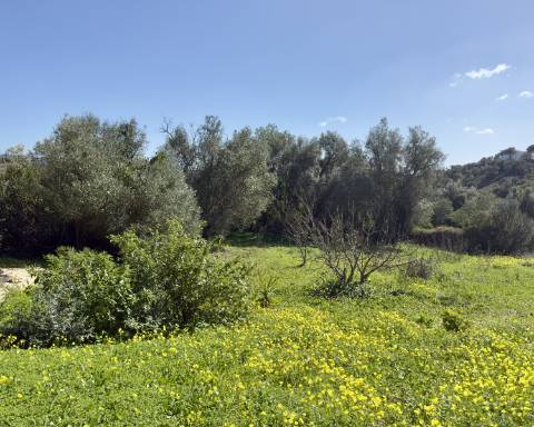 Casa tradicional renovada I 2 quartos I Terreno de 4383 m² com vistas magníficas para o campo I Perto de Loulé