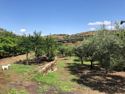 Terreno para moradia e terreno rural Torre de Moncorvo