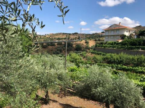 Terreno para moradia e terreno rural Torre de Moncorvo