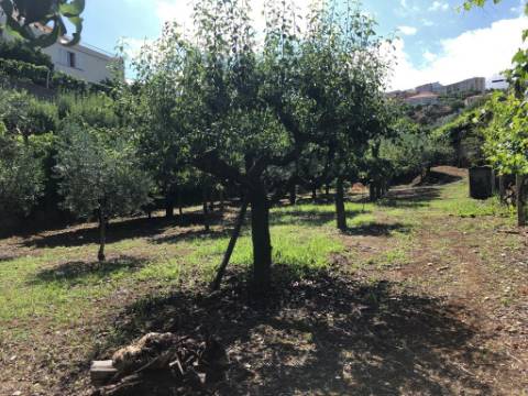 Terreno para moradia e terreno rural Torre de Moncorvo