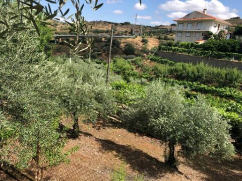 Quintinha em Torre de Moncorvo