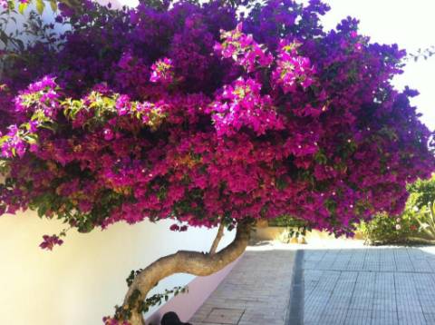 Prédio com 9 frações em Sagres