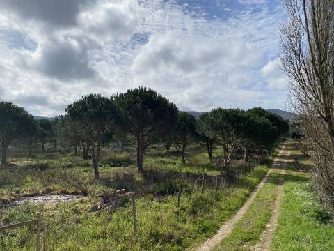 Terreno Rústico com 9080m² bem perto de Torres Vedras no distrito de Lisboa.