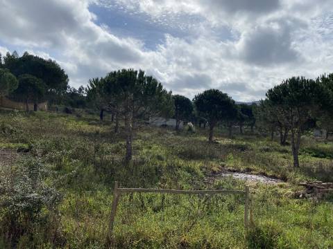 Terreno Rústico com 9080m² bem perto de Torres Vedras no distrito de Lisboa.
