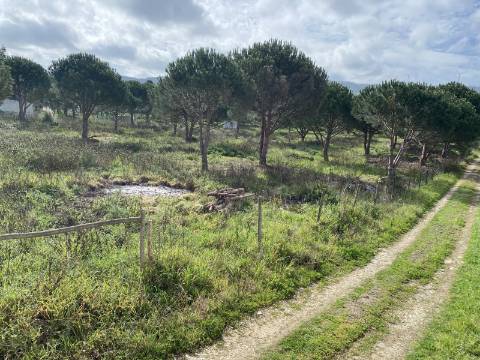 Terreno Rústico com 9080m² bem perto de Torres Vedras no distrito de Lisboa.