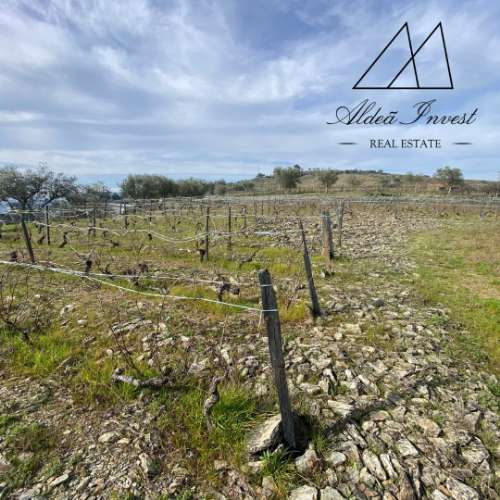 Encantadora Quintinha no Coração do Douro Vinhateiro