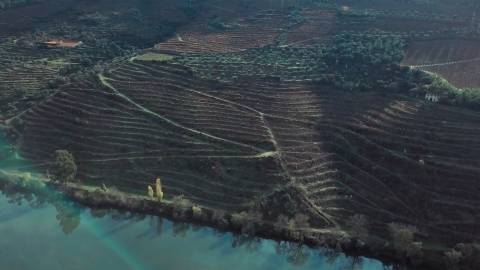 Quinta Exclusiva em Ervedosa do Douro: Margem Privilegiada no Rio Douro, Vinhas de Qualidade e Casa com Potencial de Recuperação
