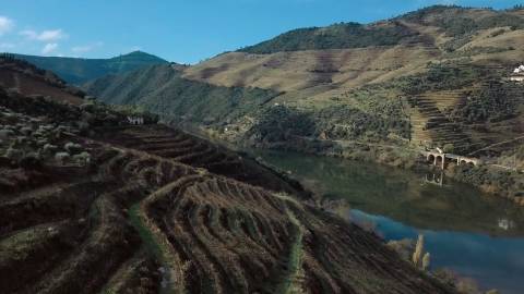 Quinta Exclusiva em Ervedosa do Douro: Margem Privilegiada no Rio Douro, Vinhas de Qualidade e Casa com Potencial de Recuperação