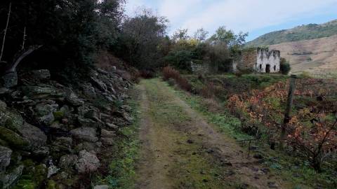 Quinta Exclusiva em Ervedosa do Douro: Margem Privilegiada no Rio Douro, Vinhas de Qualidade e Casa com Potencial de Recuperação